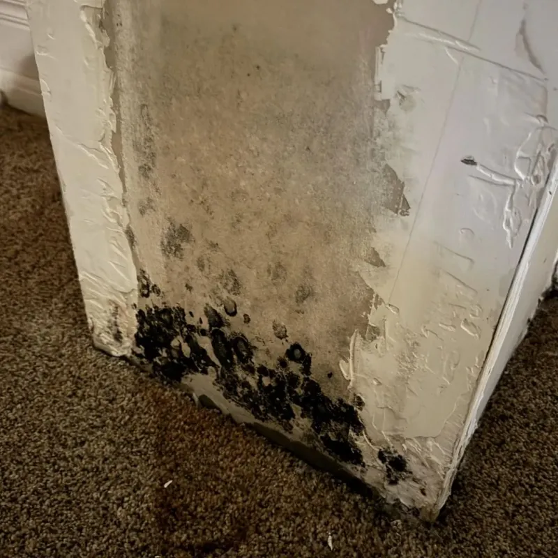Professional Mold Removal in Bellevue, PA